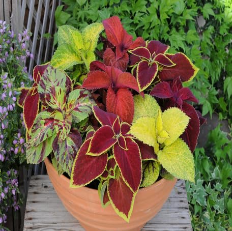 mixed coleus flower seeds
