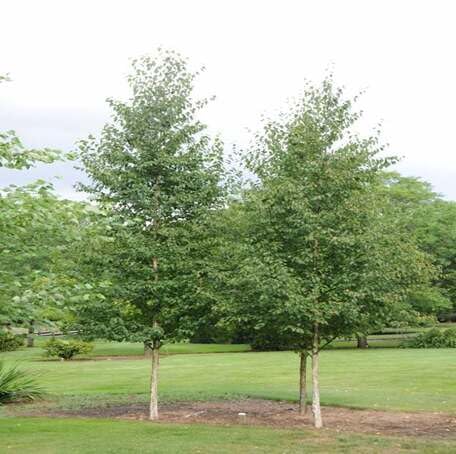 green birch flower seeds
