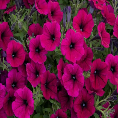 Purple Putina Flower Seeds Heirloom Non-GMO High Germination Organic Garden Seeds for Planting