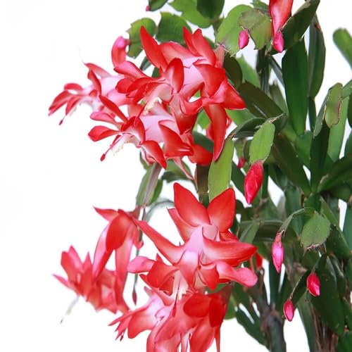 redschlumbergeraflowerheirloomnongmo flower seeds