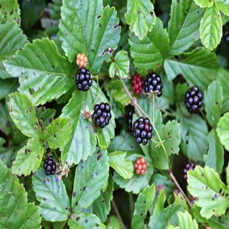 Dewberry Fruit Seeds – Heirloom, Non-GMO, High Germination Organic Garden Seeds