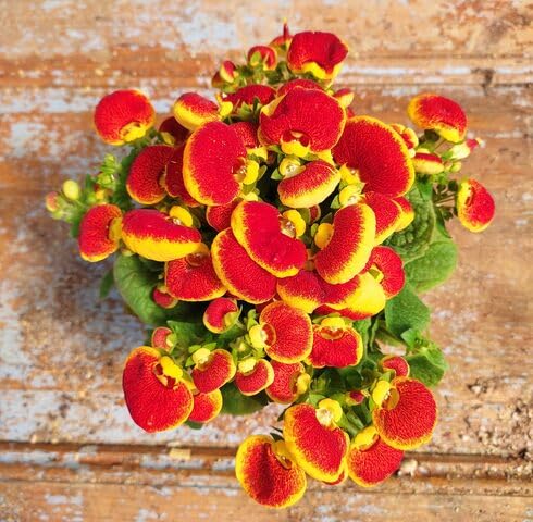 yellow red flower seeds