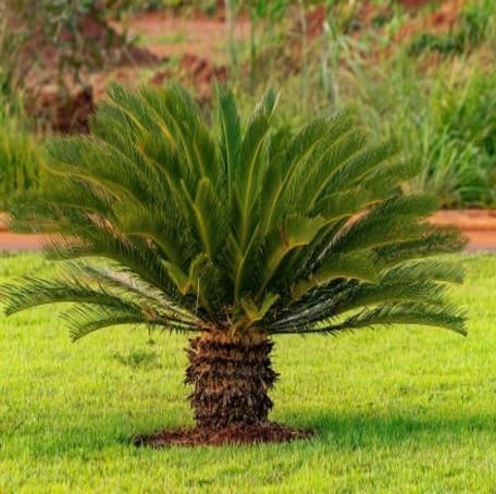 green cycad flower seeds