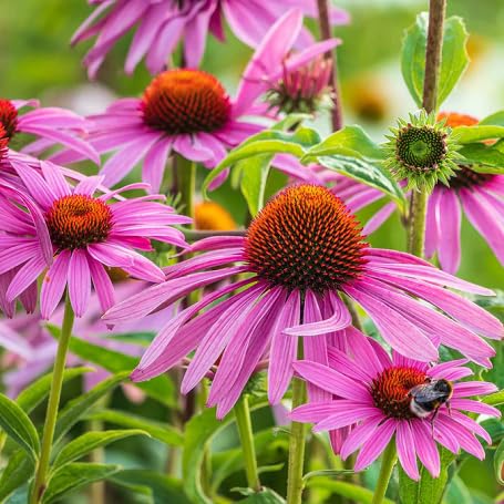 pink echinacea flower seeds