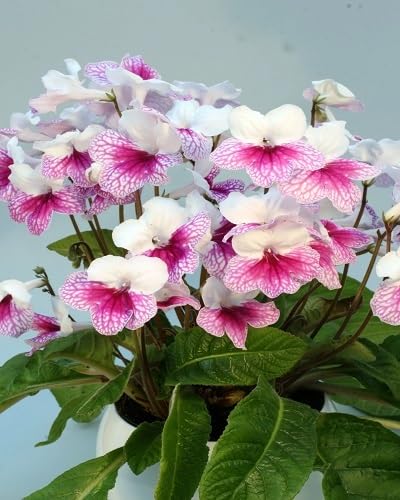 Pink Streptocarpus Flower Seeds for Planting – Heirloom, Non-GMO, High Germination Organic Garden Seeds