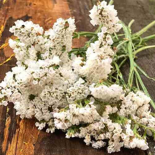 White Statice Flower Seeds Heirloom Non-GMO High Germination Organic Garden Seeds for Planting
