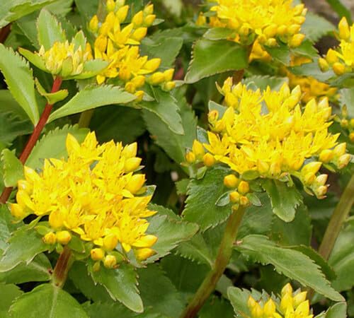 Yellow Sedum Flower Seeds Heirloom Non-GMO High Germination Organic Garden Seeds for Planting