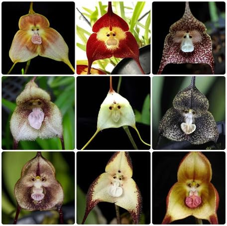 Mixed Monkey Orchid Flower Seeds – Heirloom Non-GMO High Germination Organic Garden Seeds