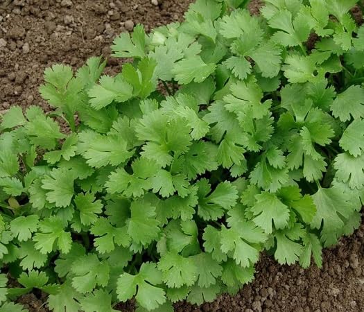 Koriandersamen, alte Sorte, gentechnikfrei, hohe Keimrate, Bio-Gartensamen zum Pflanzen