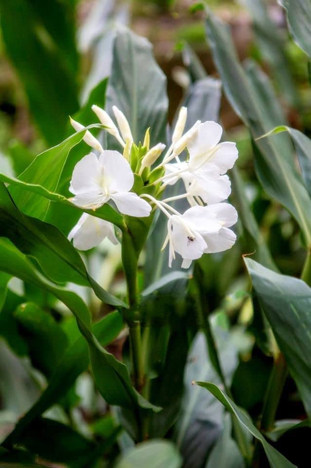 Hedychium Coronarium Flower Seeds – Heirloom, Non-GMO, High Germination Seeds