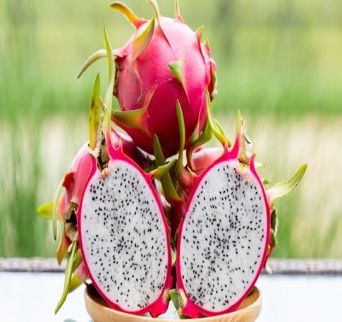 Dragon Seeds – Heirloom, Non-GMO, High Germination Organic Garden Seeds