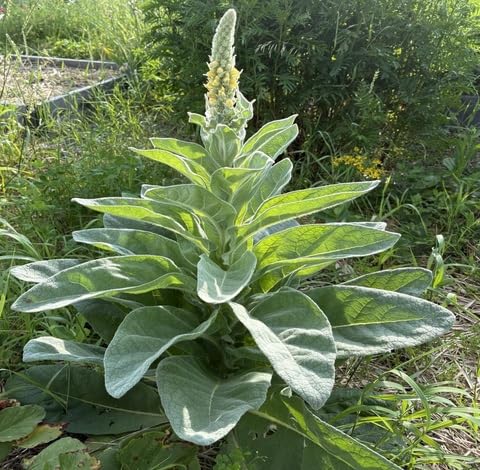 green mullein flower seeds