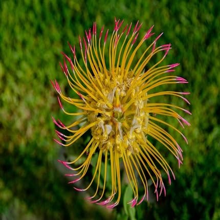 Pink Yellow Pincushion Flower Seeds – Heirloom, Non-GMO, High Germination Organic Garden Seeds for Planting Seeds for Planting
