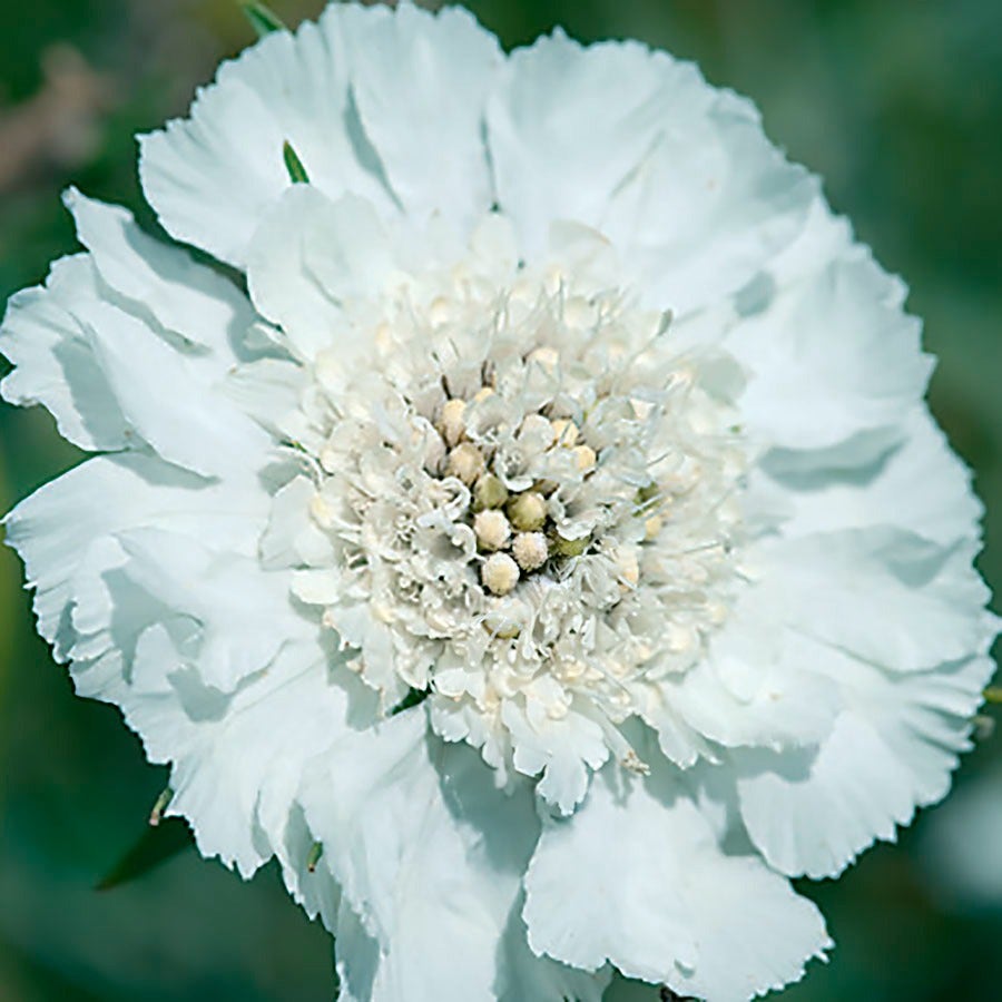white white flower seeds