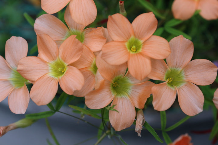 Orange Oxalis Flower Seeds – Heirloom, Non-GMO, High Germination Seeds