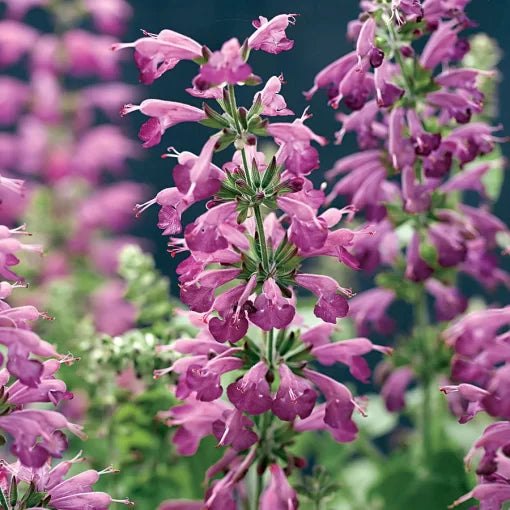lavender lavender flower seeds