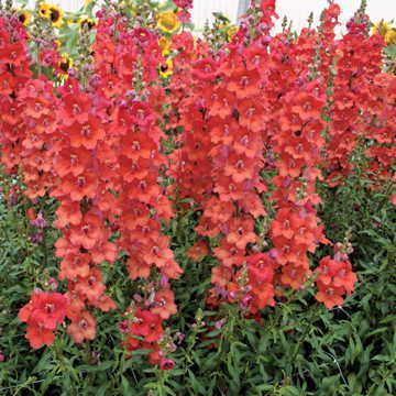 orange orange flower seeds