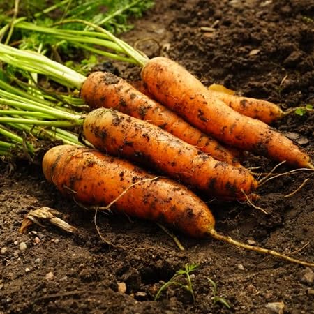 Carrot Seeds – Heirloom, Non-GMO, High Germination Organic Garden Seeds Planting