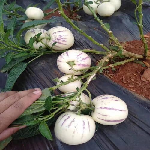 White Ginseng Melon Seeds – Heirloom, Non-GMO, High Germination Organic Garden Seeds