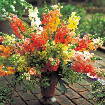 chantilly mix flower seeds