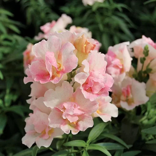 pink twinny flower seeds