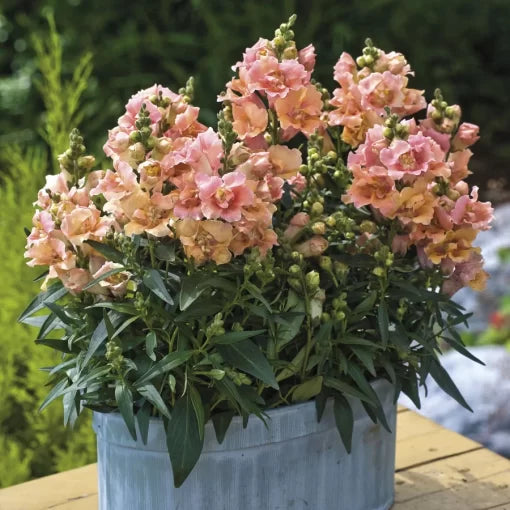 peach peach flower seeds