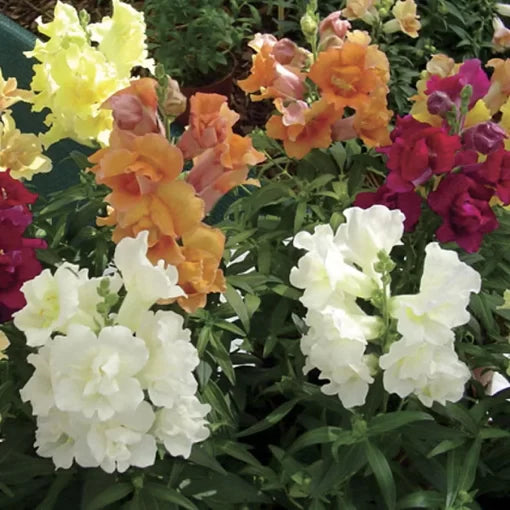 twinny mix flower seeds