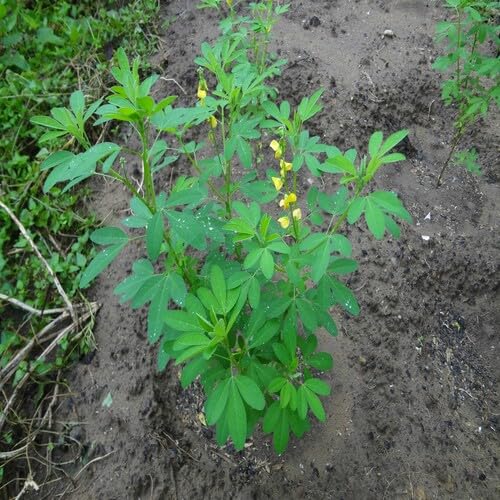 Green Chipilín – Heirloom, Non-GMO, High Germination Organic Garden Seeds Planting