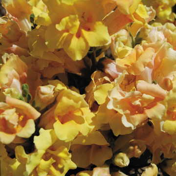 yellow yellow flower seeds