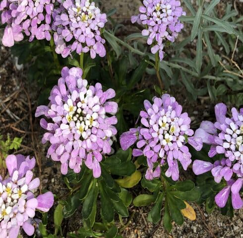Lila Gibraltar Blumensamen – Historisch, gentechnikfrei, hochkeimende Bio-Gartensamen zum Pflanzen