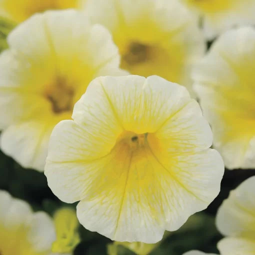 yellow yellow flower seeds