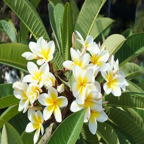 Plumeria Flower Seeds – Heirloom, Non-GMO, High Germination Organic Garden Seeds for Planting Seeds for Planting