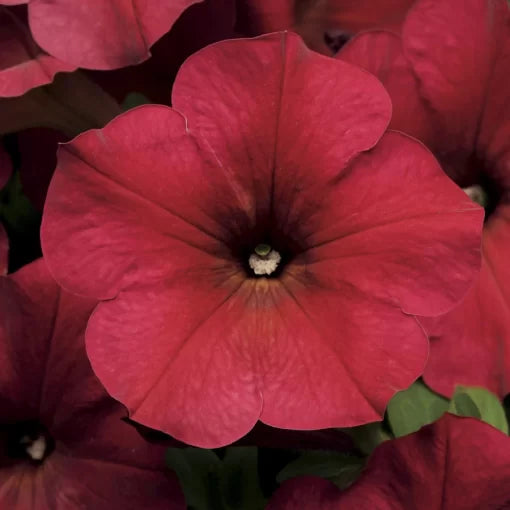 berry velour flower seeds