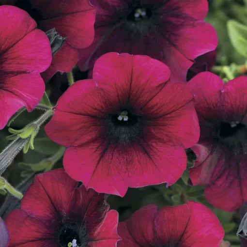 burgundy velour flower seeds