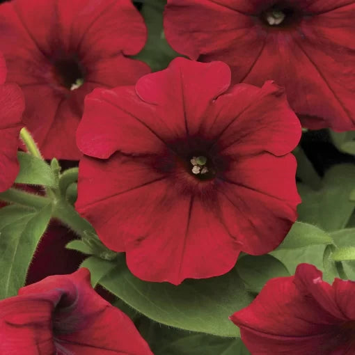 red red flower seeds