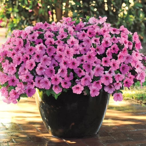 pink pink flower seeds