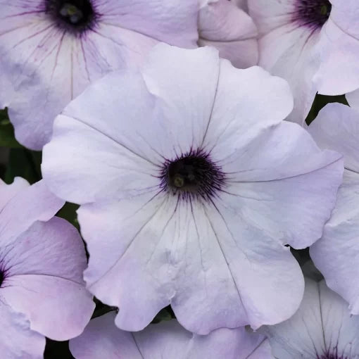 silver silver flower seeds