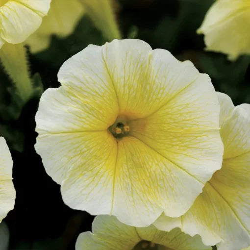 yellow yellow flower seeds