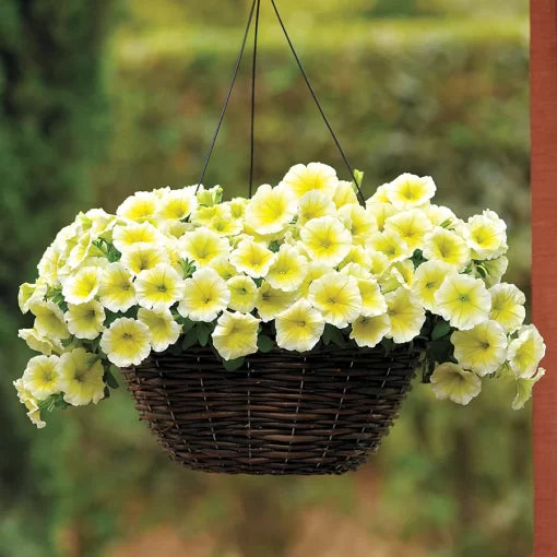 yellow yellow flower seeds
