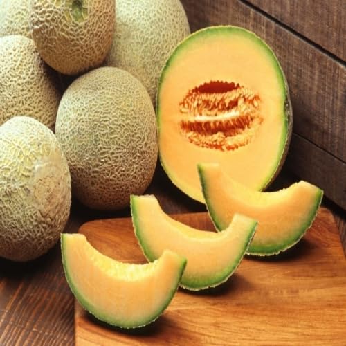 Muskmelon Seeds Orange – Heirloom, Non-GMO, High Germination Organic Garden Seeds