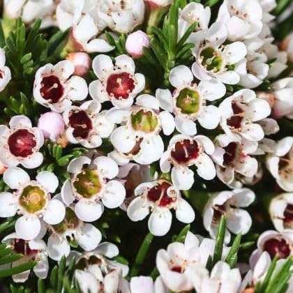 white chamelaucium flower seeds
