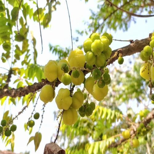 Green Amla Seeds – Heirloom, Non-GMO, High Germination Organic Garden Seeds