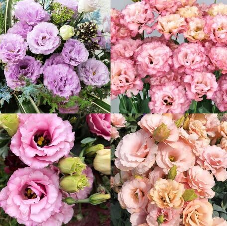 mixed eustoma flower seeds