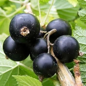 grosella negra fruit