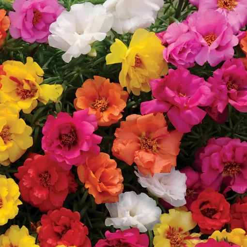 moss rose flower seeds