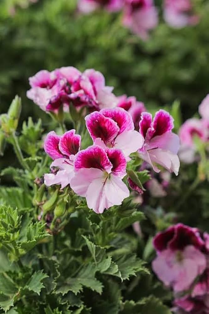 ringo salmon flower seeds