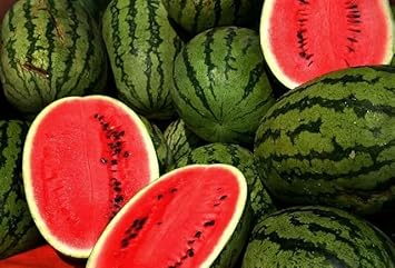 Mountain Hoosier Watermelon Fruit Seeds for Planting – Heirloom Non-GMO High Germination Organic Garden Seeds