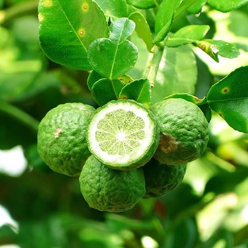Green Kaffir Lime Seeds – Heirloom, Non-GMO, High Germination Organic Garden Seeds