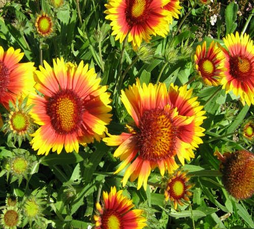 Red Yellow Gaillardia Flower Seeds Heirloom Non-GMO High Germination Organic Garden Seeds for Planting