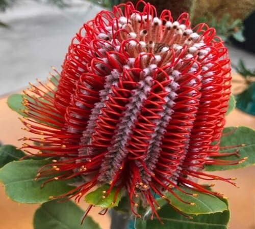 red banksia flower seeds